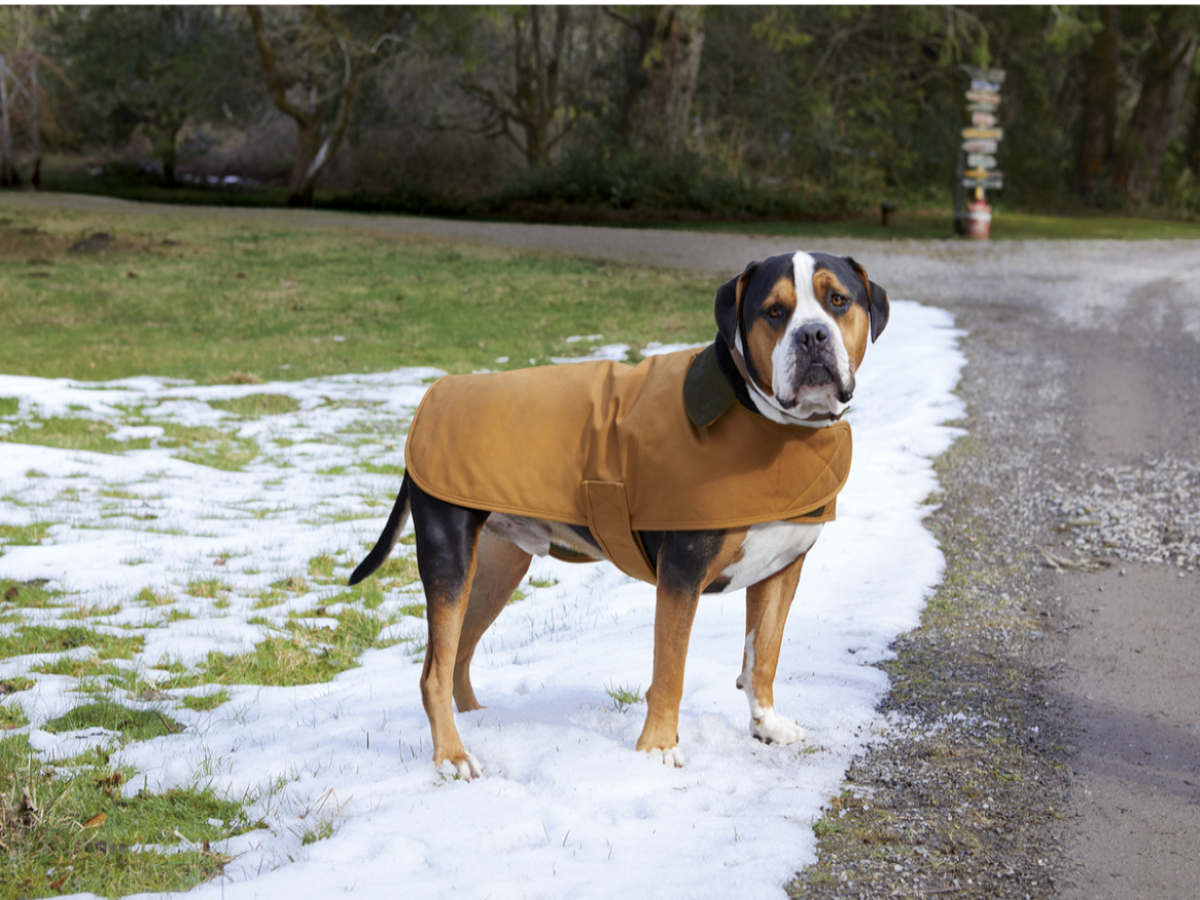 Carhartt® Dog Chore Coat CTP0000505